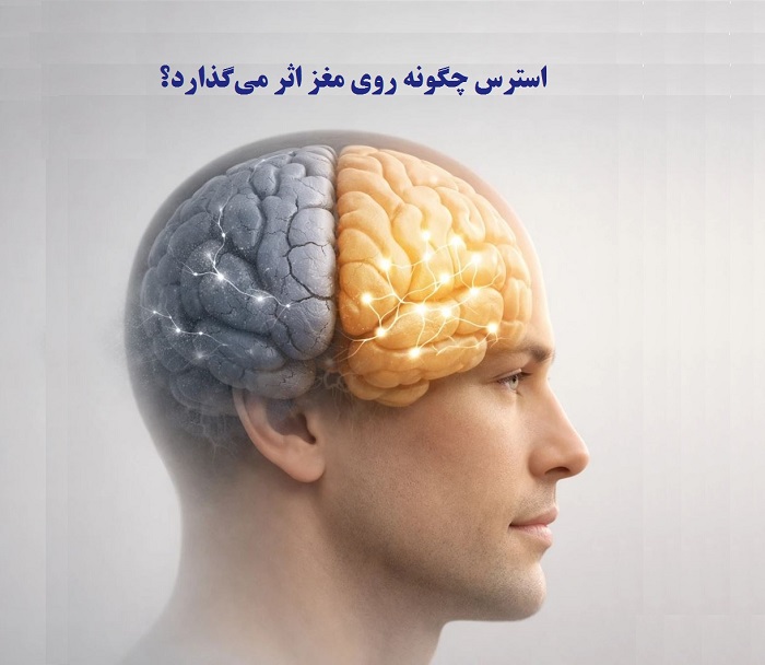 استرس چگونه روی مغز اثر می‌گذارد؟