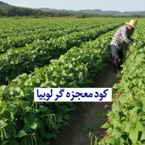 کود معجزه گر لوبیا