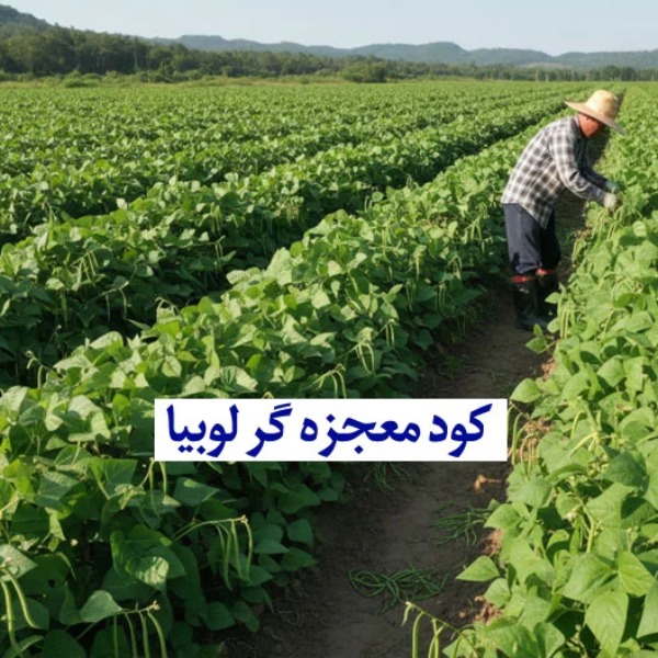 کود معجزه گر لوبیا